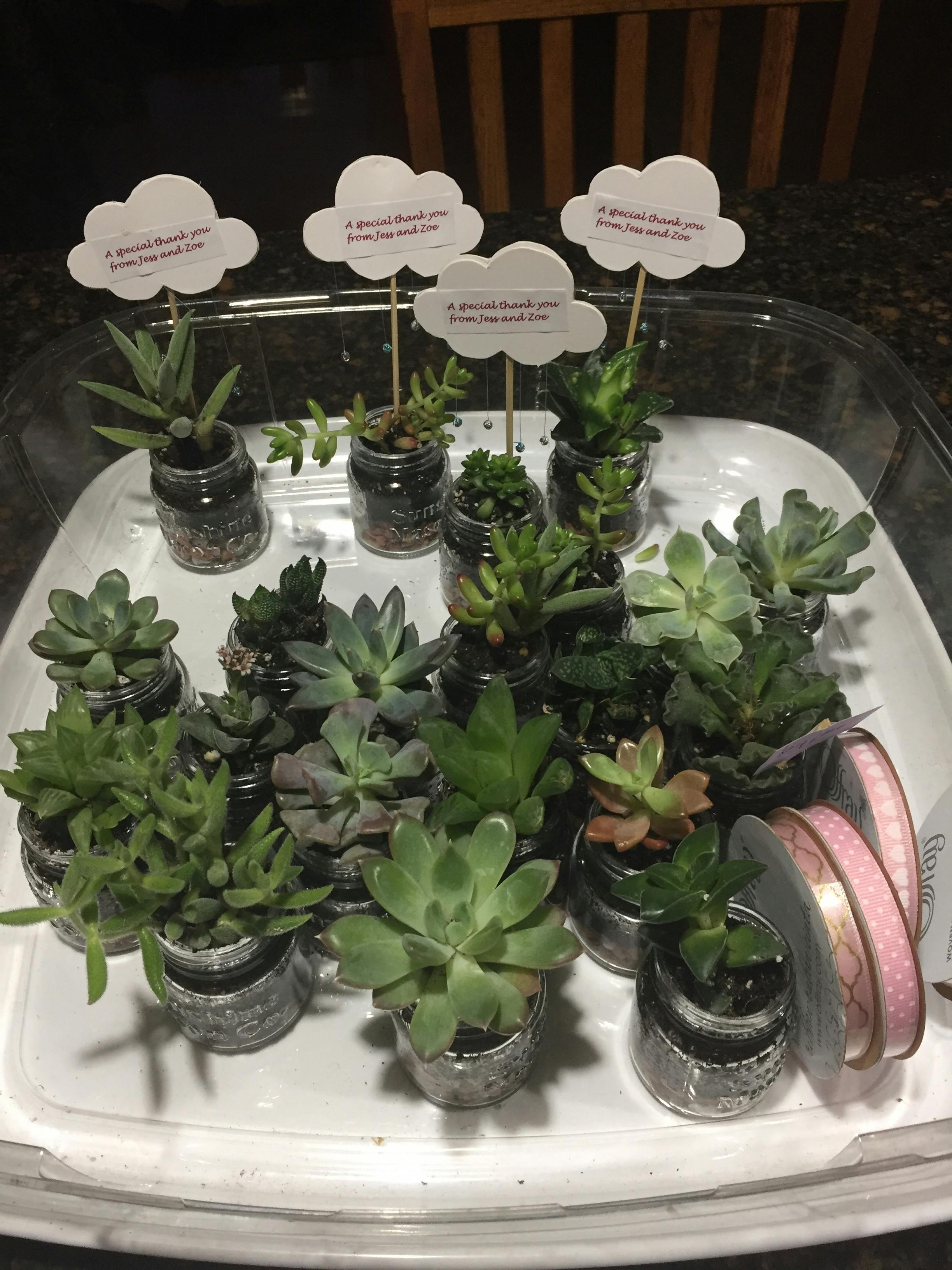 2" Assorted Succulent Wedding Succulent Favors for Sale Bulk Succulents